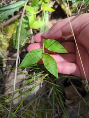 Oplismenus hirtellus