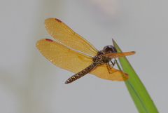 Perithemis tenera