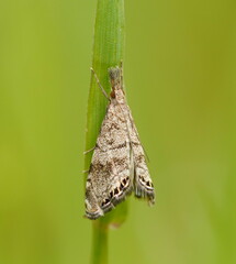 Glaucocharis dilatella