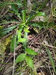 Oplismenus hirtellus