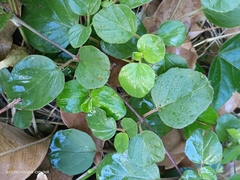 Boerhavia diffusa
