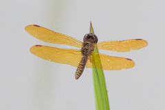 Perithemis tenera