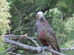 Nestor meridionalis septentrionalis