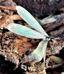 Reticulitermes hesperus