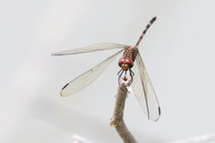 Dythemis sterilis