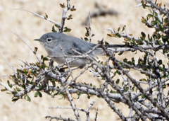 Polioptila melanura