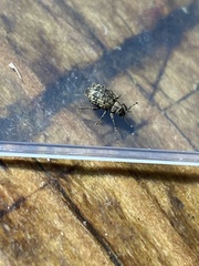 Myosides seriehispidus