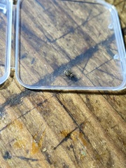 Myosides seriehispidus