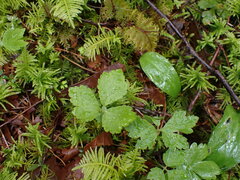 Tiarella trifoliata