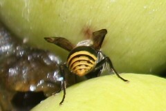 Protonectarina sylveirae