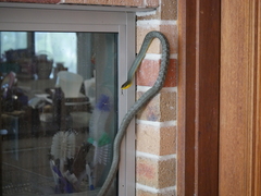 Dendrelaphis punctulatus