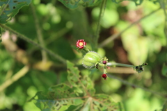 Jatropha gossypiifolia