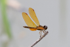 Perithemis tenera