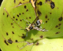 Protonectarina sylveirae