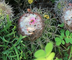 Melocactus