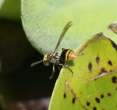 Protonectarina sylveirae