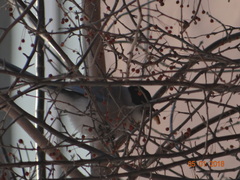 Cyanopica cyanus