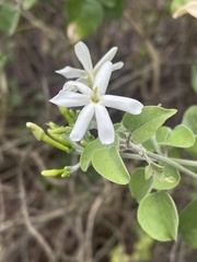 Jasminum fluminense fluminense