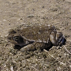 Rhinella arenarum