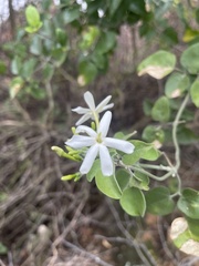 Jasminum fluminense fluminense