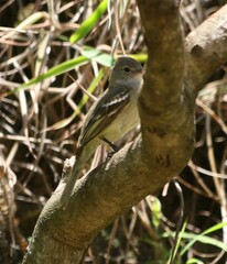 Elaenia
