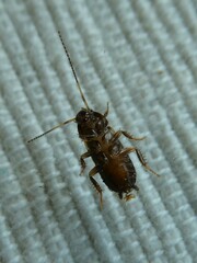 Blattodea