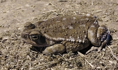 Rhinella arenarum