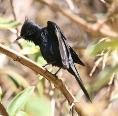 Knipolegus lophotes
