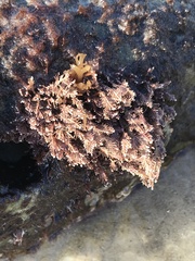 Corallina officinalis