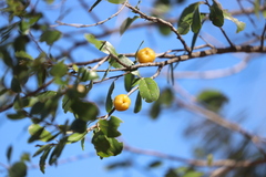 Petalostigma banksii