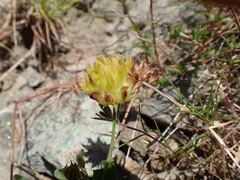 Trifolium fucatum