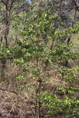 Petalostigma banksii