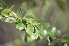 Petalostigma banksii