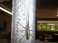 Neoptychodes trilineatus