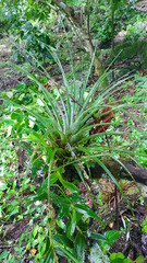 Tillandsia utriculata