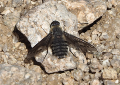 Poecilanthrax californicus