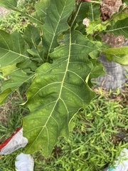 Quercus rubra