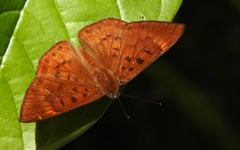 Synargis soranus