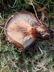 Paxillus cuprinus