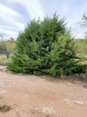Juniperus monosperma