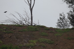 Corvus mellori