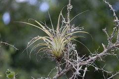 Tillandsia fasciculata