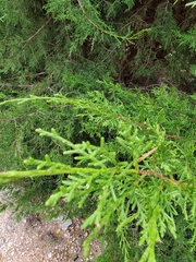 Juniperus monosperma
