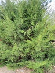 Juniperus monosperma