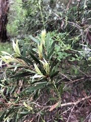 Melaleuca paludicola