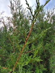 Juniperus monosperma