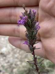 Liatris