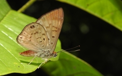 Synargis soranus