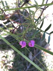 Boronia pinnata