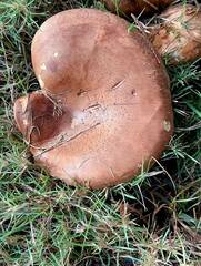Paxillus cuprinus